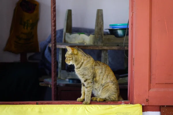 Een schattige kat ontspannen in landelijke huis — Stockfoto