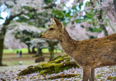 Nara Parkı 'nda (Japonya) vahşi geyik) 