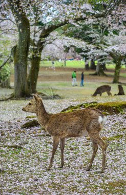 Nara Parkı 'nda (Japonya) vahşi geyik) 
