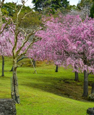 Nara Park'ta kiraz ağaçları ve çiçekler