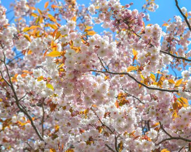 Nara Park'ta kiraz ağaçları ve çiçekler