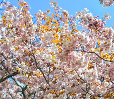 Nara Park'ta kiraz ağaçları ve çiçekler
