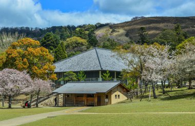 Nara Park'ta kiraz ağaçları ve çiçekler