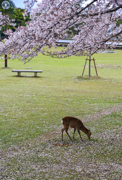Wild deer at Nara Park (Japan) — Stock Photo, Image