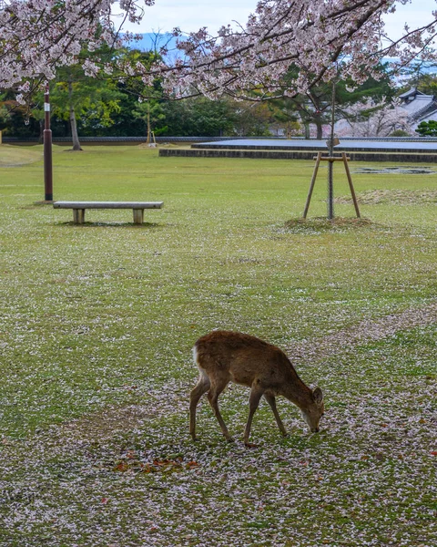 Cervos selvagens em Nara Park (Japão ) — Fotografia de Stock