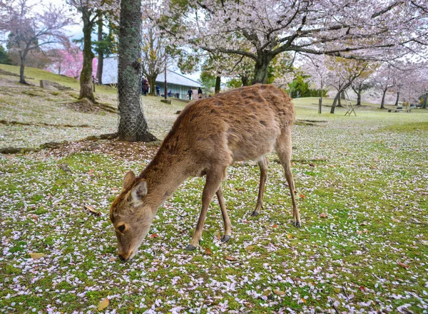 Cervo selvatico a Nara Park (Giappone) ) — Foto Stock