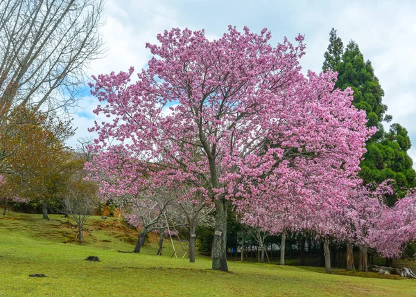 Třešňové stromy a květiny v parku Nara — Stock fotografie