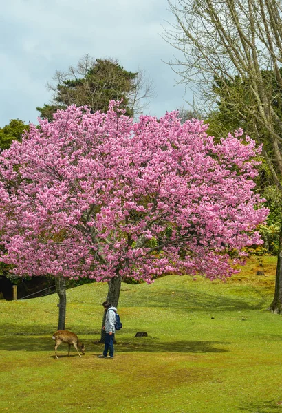 Körsbärsträd och blommor i Nara Park — Stockfoto