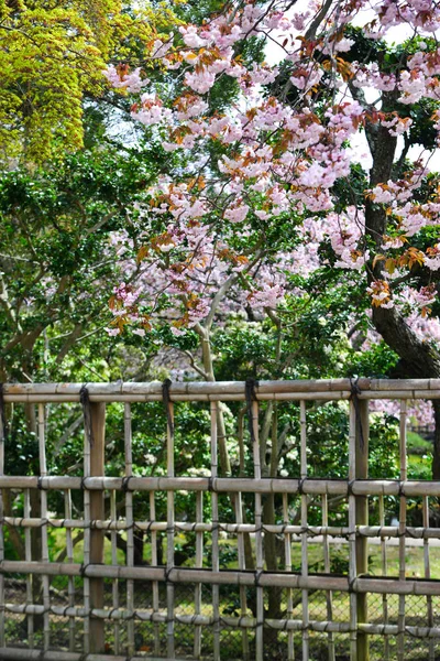 Ciliegi e fiori nel Parco di Nara — Foto Stock