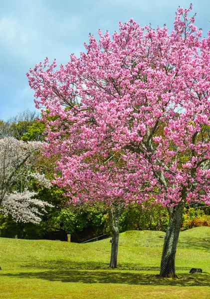 Вишневі дерева та квіти в парку Нара — стокове фото