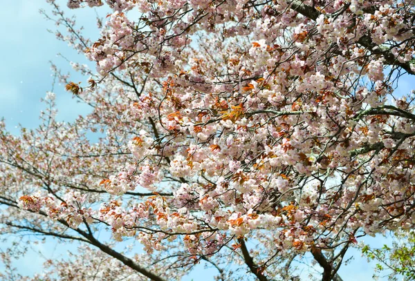 Cerisiers et fleurs dans le parc Nara — Photo