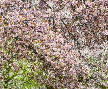Nara Park'ta kiraz ağaçları ve çiçekler