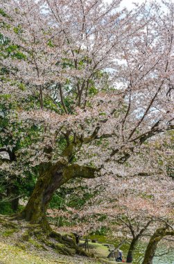Nara Park'ta kiraz ağaçları ve çiçekler