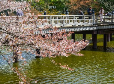 Nara Park'ta kiraz ağaçları ve çiçekler