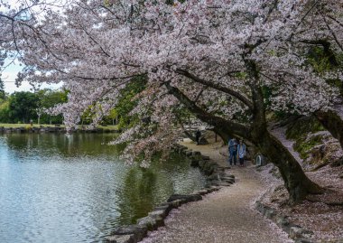 Nara Park'ta kiraz ağaçları ve çiçekler