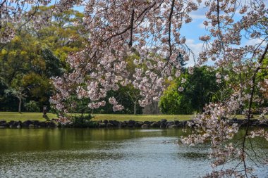 Nara Park'ta kiraz ağaçları ve çiçekler