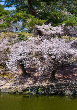 Nara Park'ta kiraz ağaçları ve çiçekler