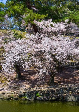 Nara Park'ta kiraz ağaçları ve çiçekler