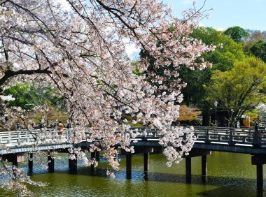 Nara Park'ta kiraz ağaçları ve çiçekler