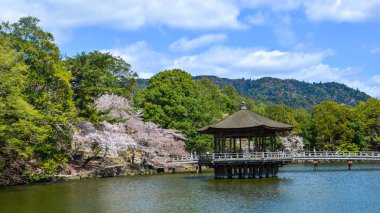Kiraz çiçeği sırasında Ukimido Gazebo