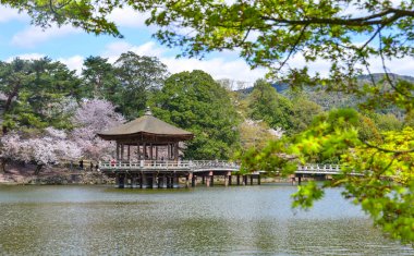 Kiraz çiçeği sırasında Ukimido Gazebo