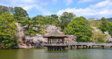 Kiraz çiçeği sırasında Ukimido Gazebo