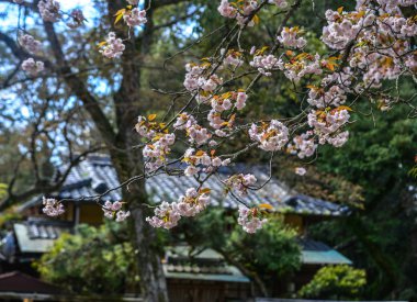Nara Park'ta kiraz ağaçları ve çiçekler