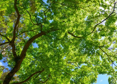 Genç akçaağaç güneş ışığı altında yapraklar 