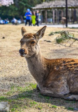 Nara Parkı 'nda (Japonya) vahşi geyik) 