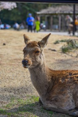 Nara Parkı 'nda (Japonya) vahşi geyik) 