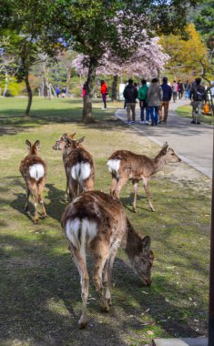 Nara Parkı 'nda (Japonya) vahşi geyik) 