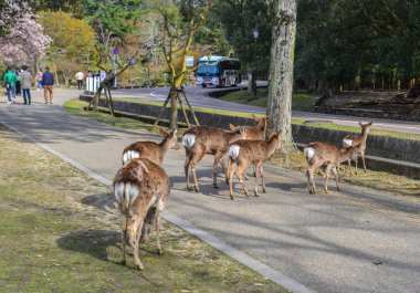 Nara Parkı 'nda (Japonya) vahşi geyik) 