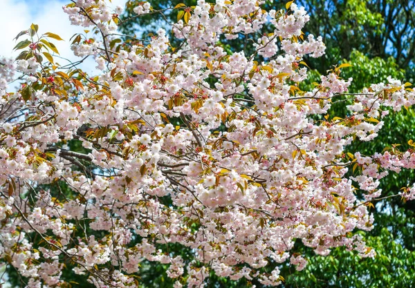 Nara Park'ta kiraz ağaçları ve çiçekler — Stok fotoğraf