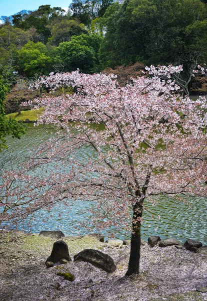 Třešňové stromy a květiny v parku Nara — Stock fotografie