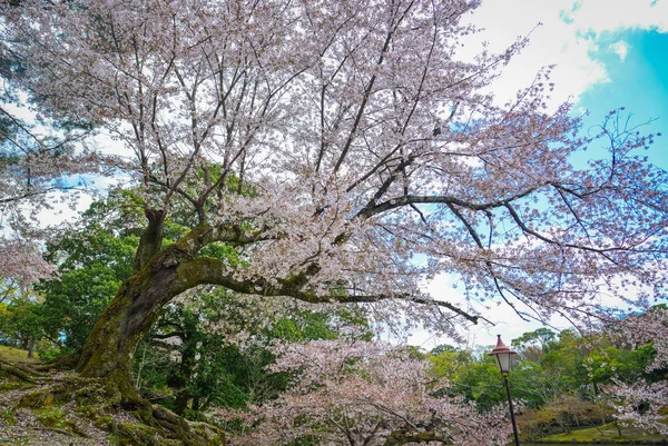 Kirschbäume und Blumen im nara park — Stockfoto