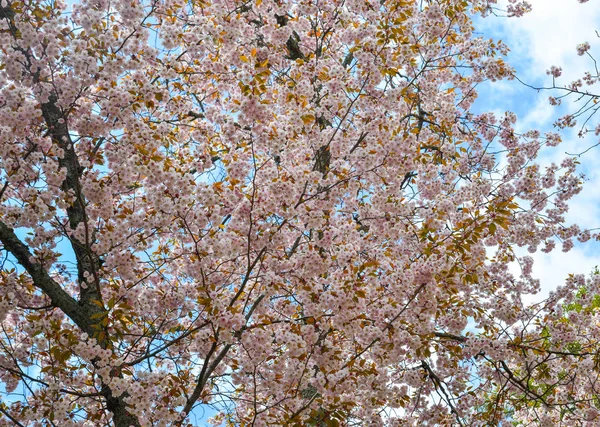 Cerisiers et fleurs dans le parc Nara — Photo