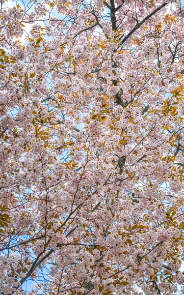 奈良公园的樱桃树和鲜花 — 图库照片