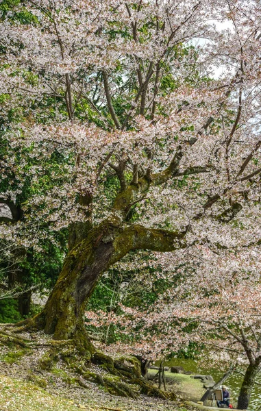 Ciliegi e fiori nel Parco di Nara — Foto Stock