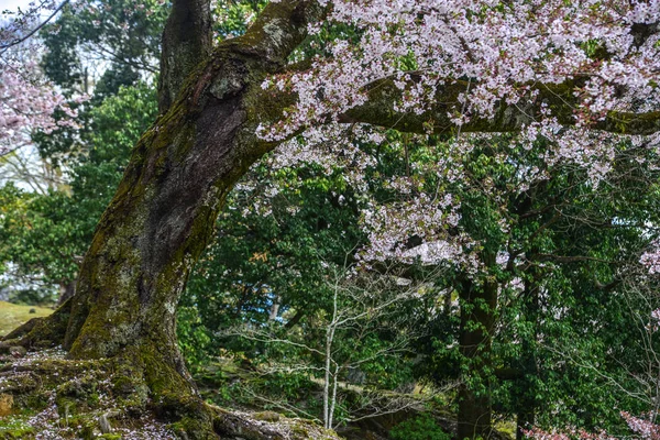 나라 공원의 벚꽃과 꽃 — 스톡 사진