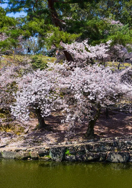 Cerezos y flores en Nara Park — Foto de Stock