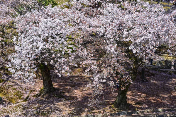 奈良公園の桜と花 — ストック写真