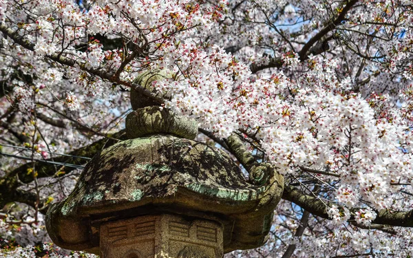 Cerisiers et fleurs dans le parc Nara — Photo