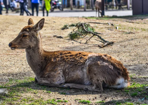 Jelen divoký v Nara Parku (Japonsko) — Stock fotografie