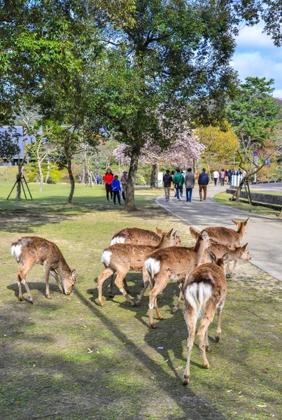 Άγρια ελάφια στο Nara Park (Ιαπωνία) — Φωτογραφία Αρχείου