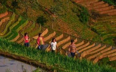 Vietnam'da pirinç tarlasında oynayan çocuklar 