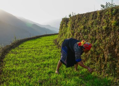 Pirinç tarlasında çalışan hmong kadın 
