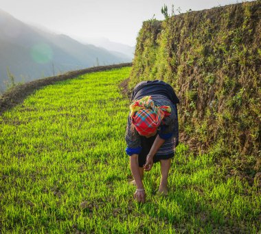 Pirinç tarlasında çalışan hmong kadın 