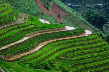 Teraslı pirinç alan Kuzey Vietnam