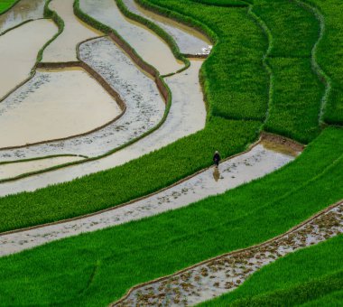 Teraslı pirinç alan Kuzey Vietnam