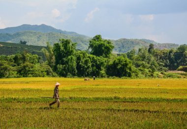 Teraslı pirinç alan Kuzey Vietnam